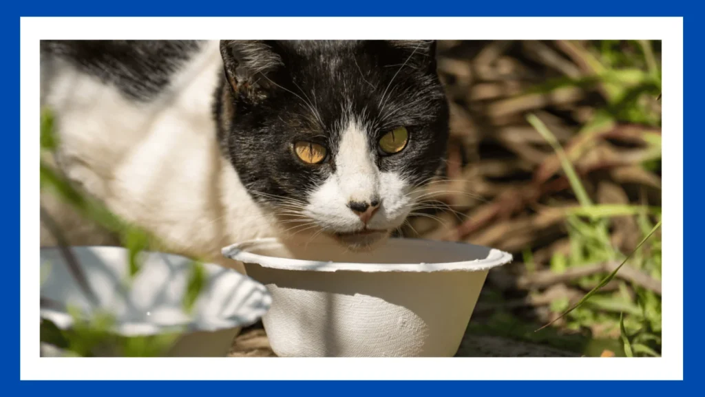 The Ultimate Guide to Finding the Best Cat Food for Outdoor Cats
