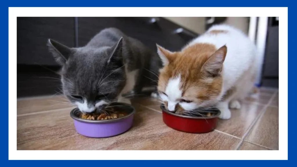What Did Cats Eat Before Cat Food?