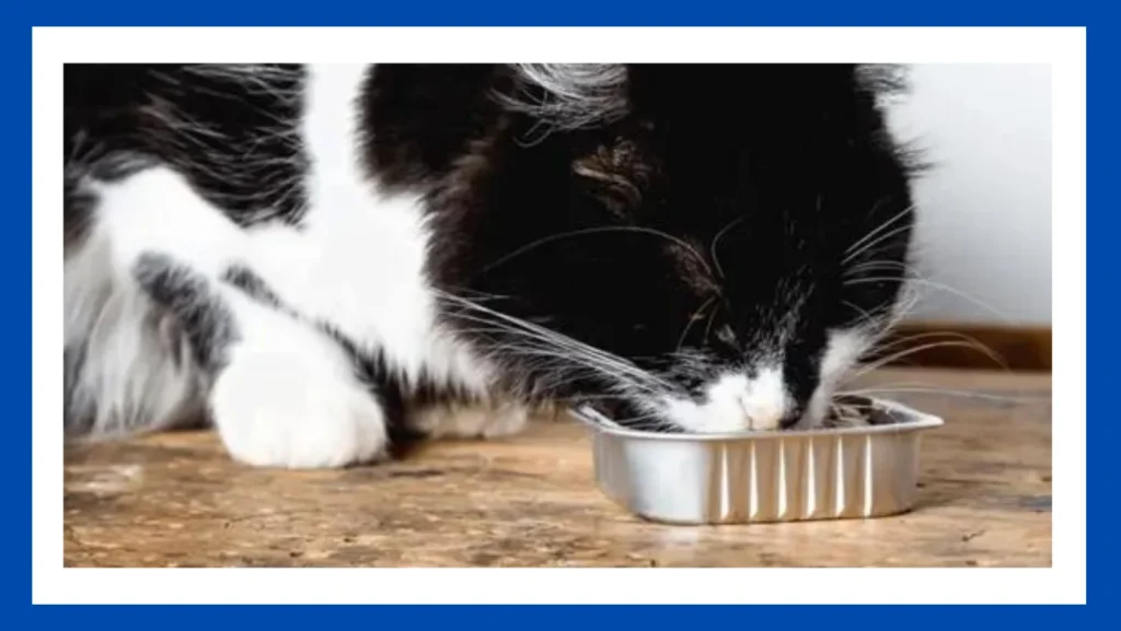 Are Cat Food Cans Recyclable?