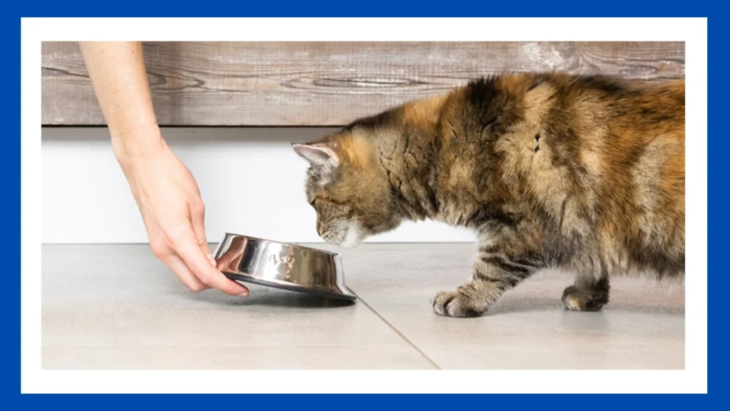 Best Wet Cat Food For Diabetic Cats