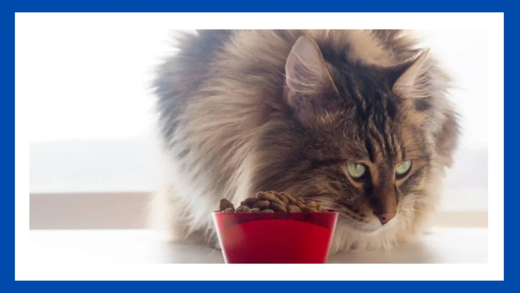 Best Wet Cat Food For Diabetic Cats