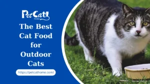 The Ultimate Guide to Finding the Best Cat Food for Outdoor Cats