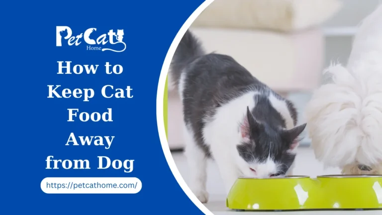 How to Keep Cat Food Away from Dog