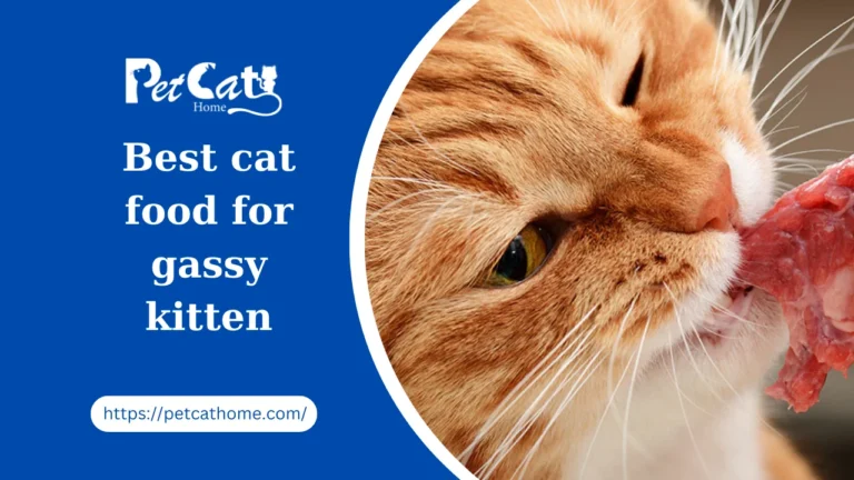 How To Choose the Best Cat Food For Gassy Kittens 2024?