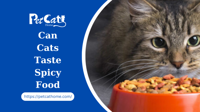 Can Cats Taste Spicy Food: Unveiling Feline Palates