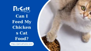 Can I Feed My Chickens Cat Food?