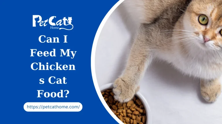 Can I Feed My Chickens Cat Food