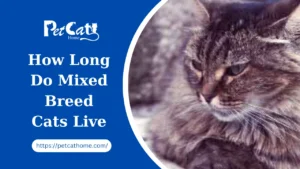 Mixed Breed Cats Live