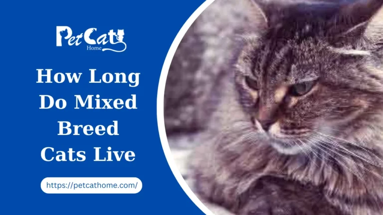 How Long Do Mixed Breed Cats Live: Unveiling the Feline Lifespan Mystery