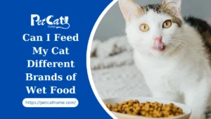 Can I Feed My Cat Different Brands of Wet Food