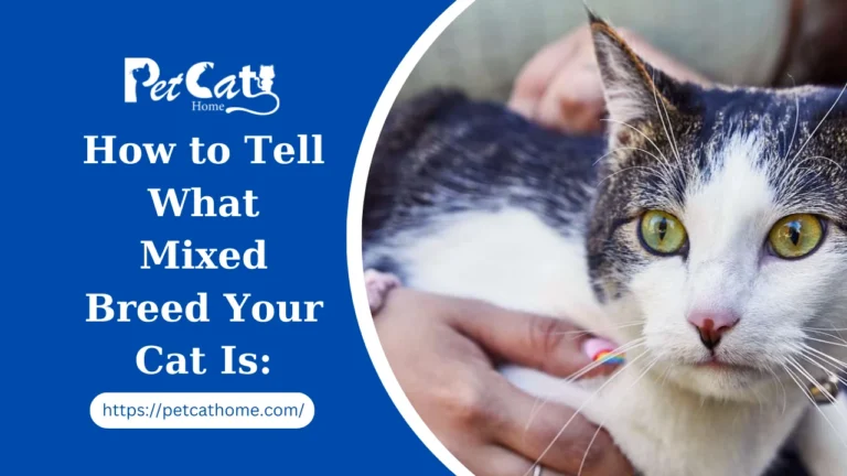 How to Tell What Mixed Breed Your Cat Is: