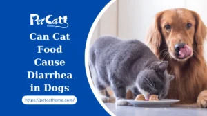 Can Cat Food Cause Diarrhea in Dogs