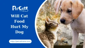 Will Cat Food Hurt My Dog? The Ultimate Guide