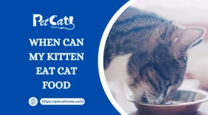 When Can My Kitten Eat Cat Food