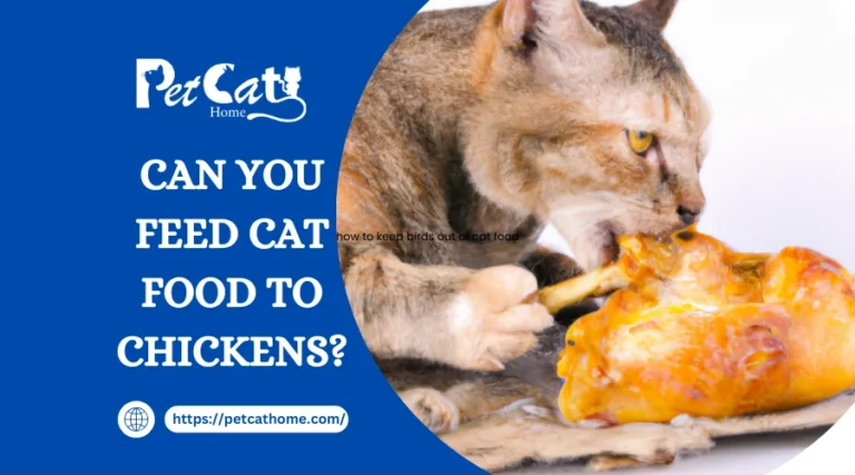 can you feed cat food to chickens?