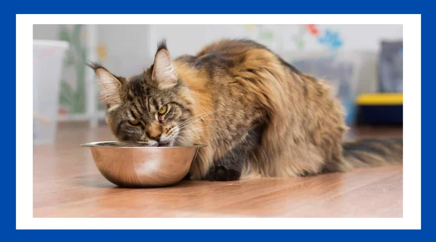 The Best Food for Maine Coon Cat