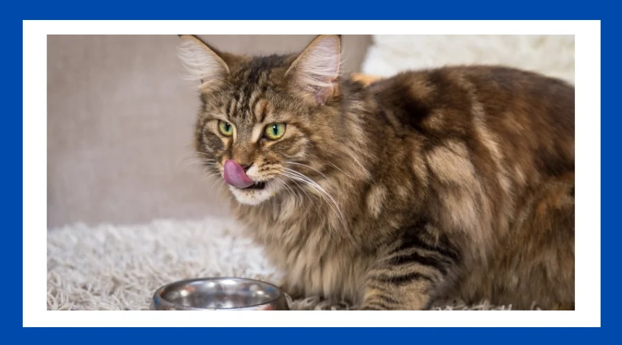 The Best Food for Maine Coon Cat