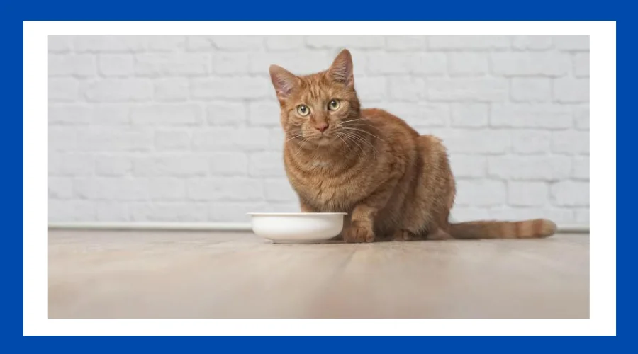 Best Cat Food for Digestive Issues