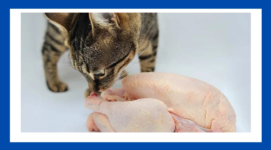 can you feed cat food to chickens?