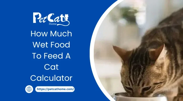How Much Wet Food To Feed A Cat Calculator