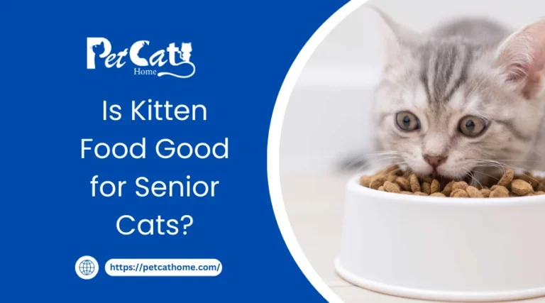 Is Kitten Food Good for Senior Cats?