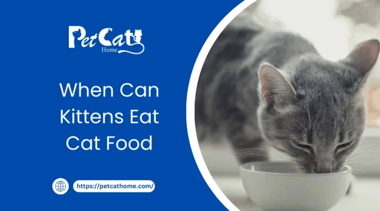When Can Kittens Eat Cat Food