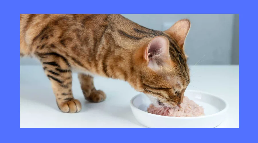 Best Cat Food For Hairballs