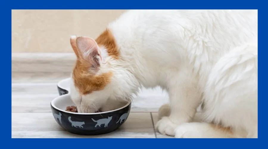 how to make healthy cat food