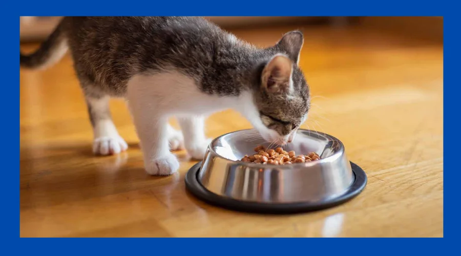 when can kittens eat cat food
