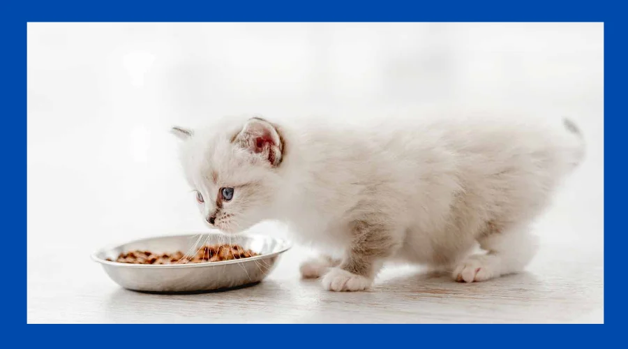 when can kittens eat cat food