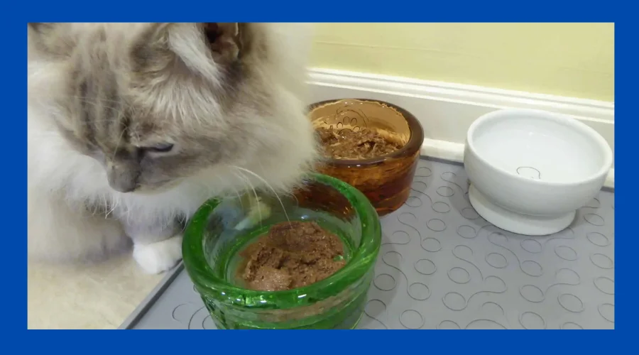 how long can wet cat food stay out