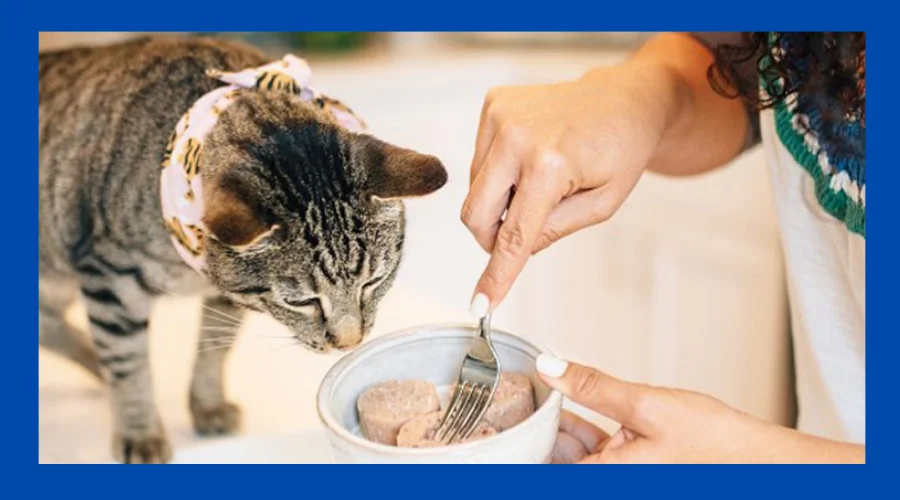Is Freeze Dried Cat Food Healthy