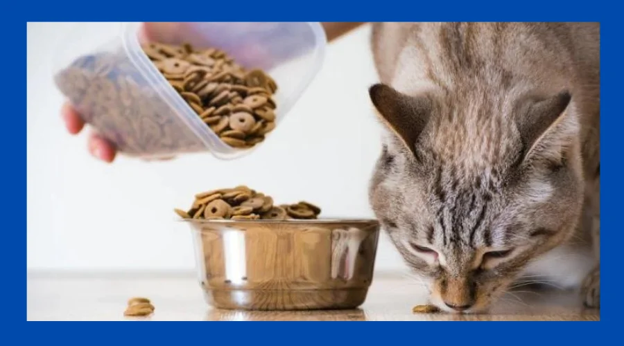 Is Freeze Dried Cat Food Healthy