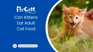 can kittens eat adult cat food