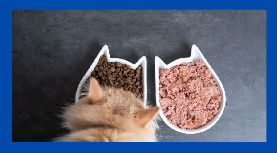 best cat food for hairball control