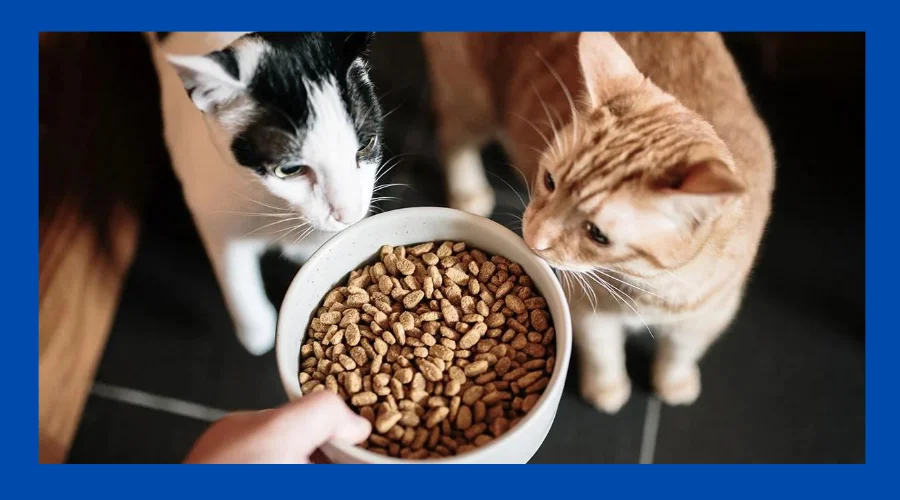 best cat food for hairball control