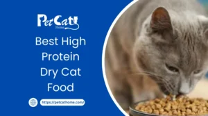 Best high protein dry cat food